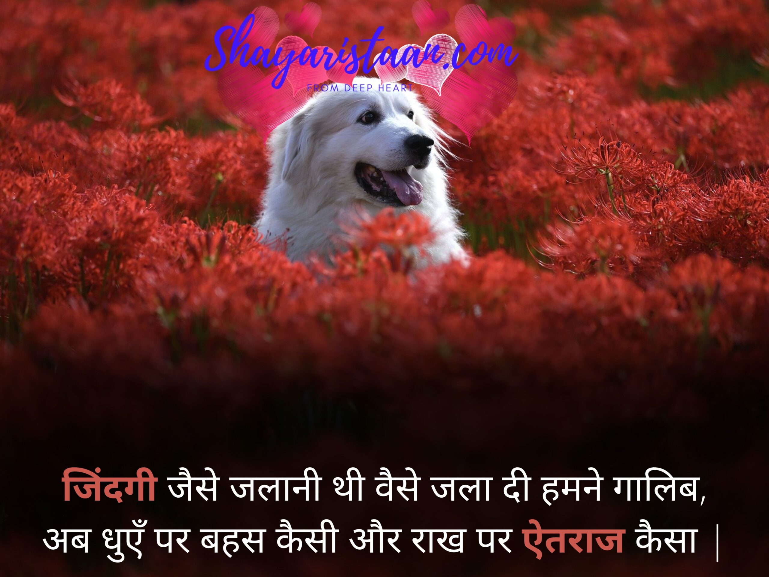  best shayari on life | जिंदगी जैसे जलानी थी वैसे जला दी हमने गालिब, अब धुएँ पर बहस कैसी और राख पर ऐतराज कैसा