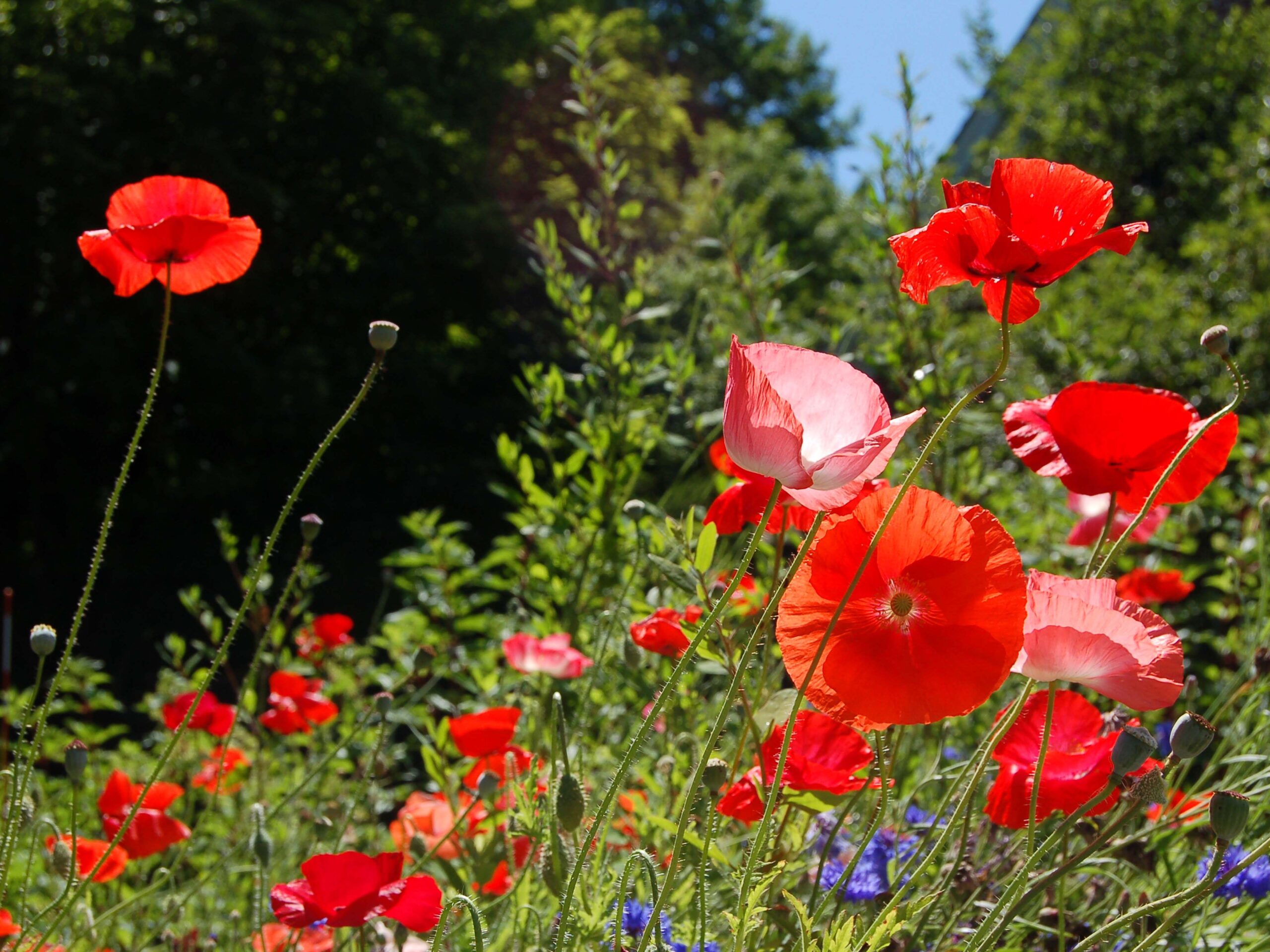 Poppy
