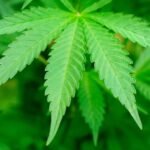 What You Need to Know About Products Containing Cannabis