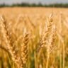 Wheat the King Of Australia's Crops