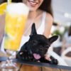 Best Dog Friendly Restaurant In Bordentown